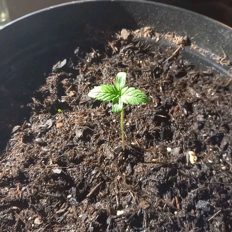 Easy Bud Nr. 2 2024 growlog timeline photo