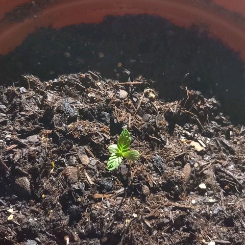Special Queen #1 Nr. 1 2024 growlog timeline photo