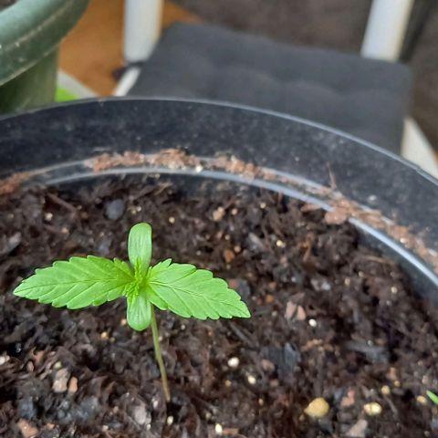 Easy Bud Nr. 2 2024 growlog timeline photo