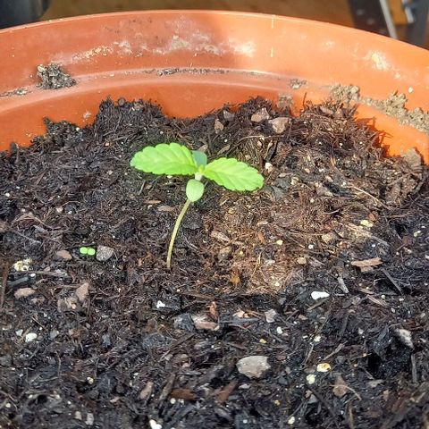 Special Queen #1 Nr. 1 2024 growlog timeline photo