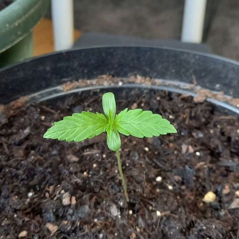 Easy Bud Nr. 2 2024 growlog timeline photo