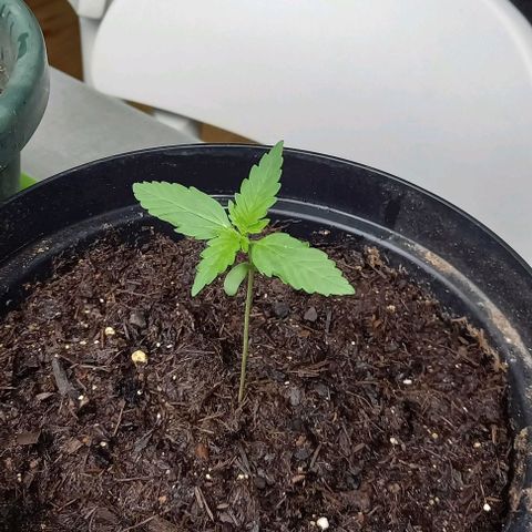 Easy Bud Nr. 2 2024 growlog timeline photo