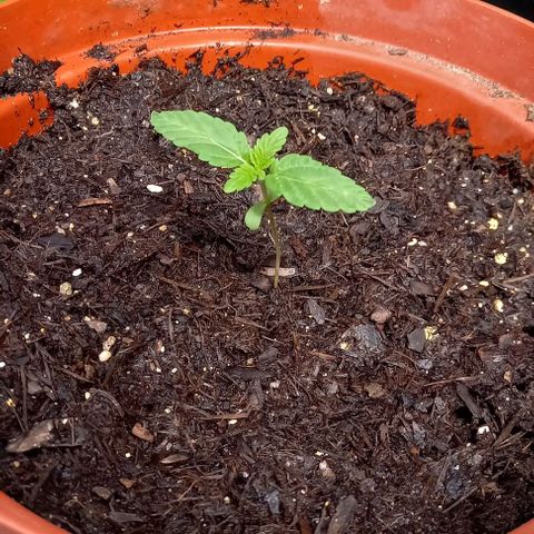Special Queen #1 Nr. 1 2024 growlog timeline photo