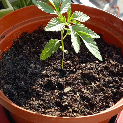 Special Queen #1 Nr. 1 2024 growlog timeline photo