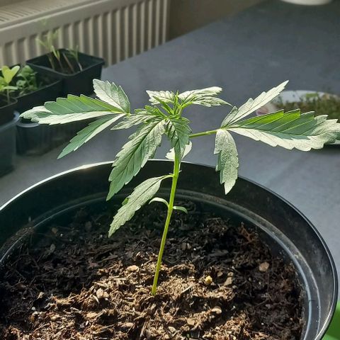 Easy Bud Nr. 2 2024 growlog timeline photo