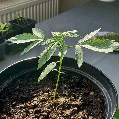 Easy Bud Nr. 2 2024 growlog timeline photo