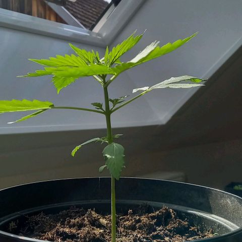 Easy Bud Nr. 2 2024 growlog timeline photo