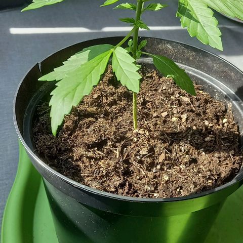 Easy Bud Nr. 2 2024 growlog timeline photo