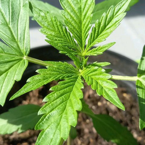 Easy Bud Nr. 2 2024 growlog timeline photo