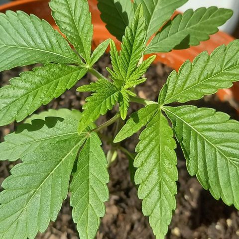 Special Queen #1 Nr. 1 2024 growlog timeline photo