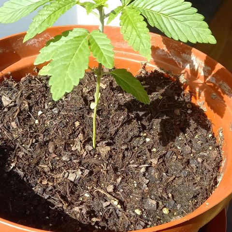 Special Queen #1 Nr. 1 2024 growlog timeline photo