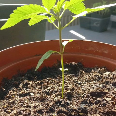 Special Queen #1 Nr. 1 2024 growlog timeline photo