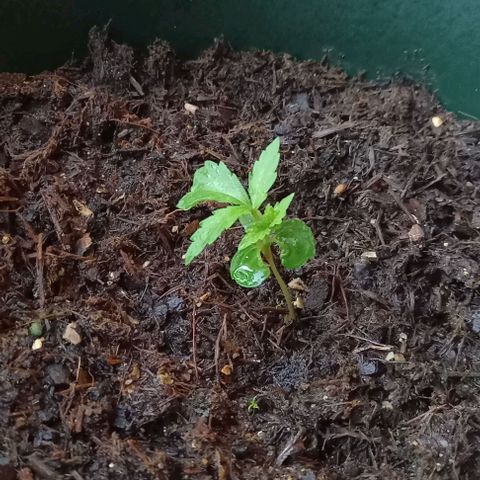 Easy Bud Nr. 3 2024 growlog timeline photo