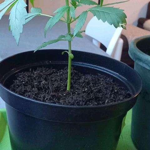 Easy Bud Nr. 2 2024 growlog timeline photo