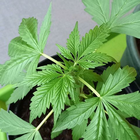 Easy Bud Nr. 2 2024 growlog timeline photo