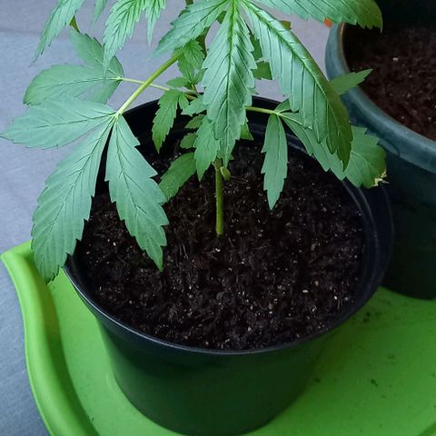 Easy Bud Nr. 2 2024 growlog timeline photo