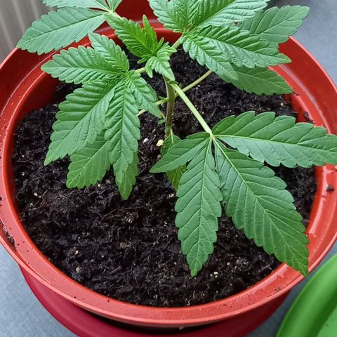 Special Queen #1 Nr. 1 2024 growlog timeline photo