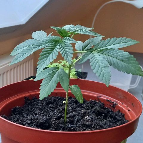 Special Queen #1 Nr. 1 2024 growlog timeline photo