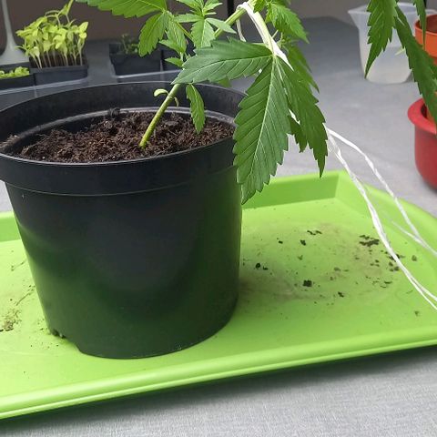 Easy Bud Nr. 2 2024 growlog timeline photo