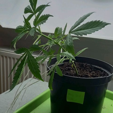 Easy Bud Nr. 2 2024 growlog timeline photo