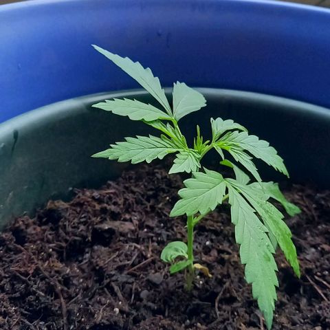 Easy Bud Nr. 3 2024 growlog timeline photo