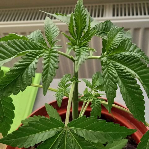 Special Queen #1 Nr. 1 2024 growlog timeline photo