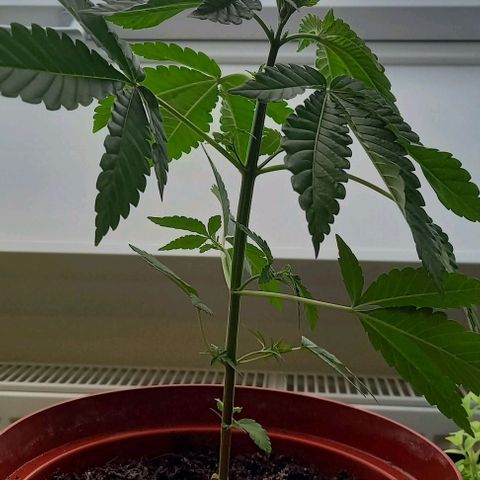 Special Queen #1 Nr. 1 2024 growlog timeline photo