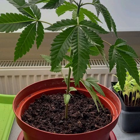 Special Queen #1 Nr. 1 2024 growlog timeline photo