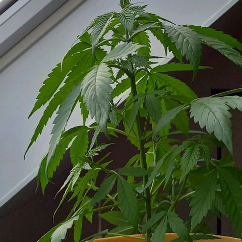 Easy Bud Nr. 2 2024 growlog timeline photo