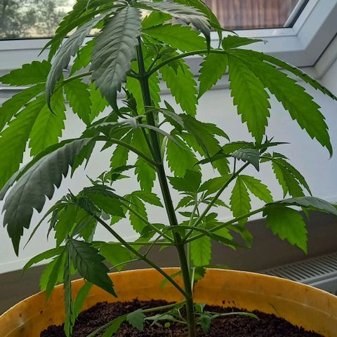 Easy Bud Nr. 2 2024 growlog timeline photo