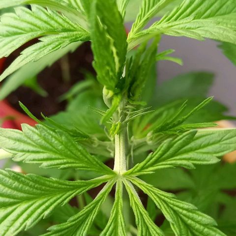 Easy Bud Nr. 2 2024 growlog timeline photo