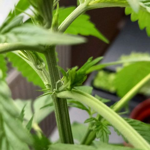 Easy Bud Nr. 2 2024 growlog timeline photo
