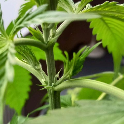 Easy Bud Nr. 2 2024 growlog timeline photo