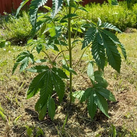 Special Queen #1 Nr. 1 2024 growlog timeline photo