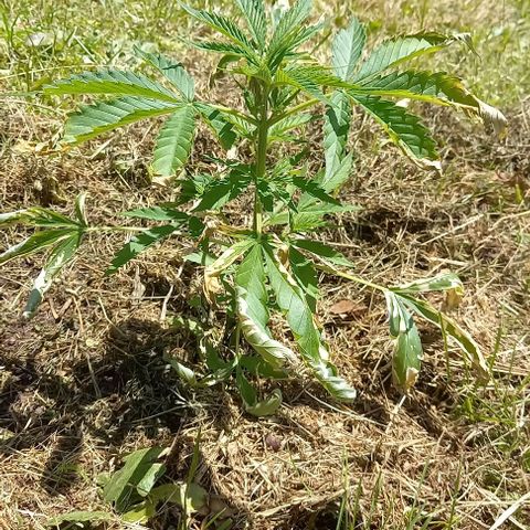 Easy Bud Nr. 3 2024 growlog timeline photo