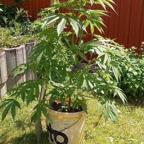 Easy Bud Nr. 2 2024 growlog timeline photo