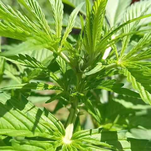 Easy Bud Nr. 2 2024 growlog timeline photo