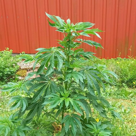 Special Queen #1 Nr. 1 2024 growlog timeline photo
