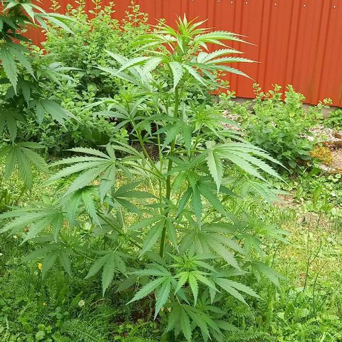 Easy Bud Nr. 3 2024 growlog timeline photo