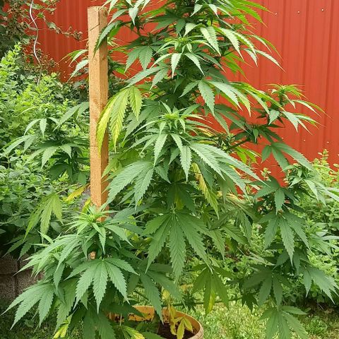 Easy Bud Nr. 2 2024 growlog timeline photo