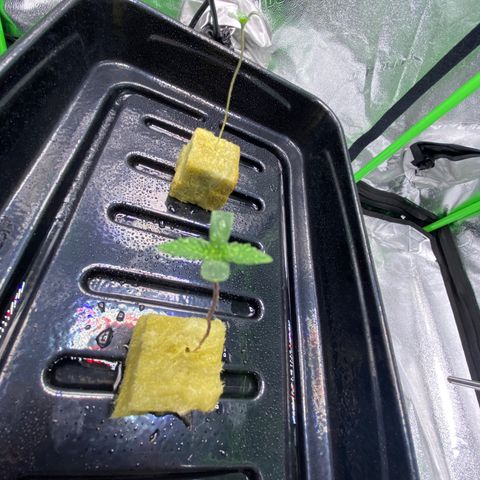 Blueberry Cupcake  growlog timeline photo