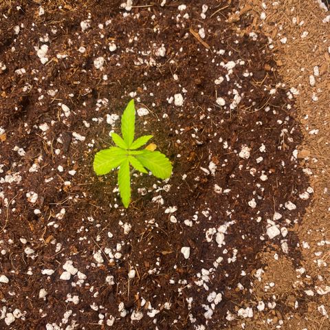 Blueberry Cupcake  growlog timeline photo