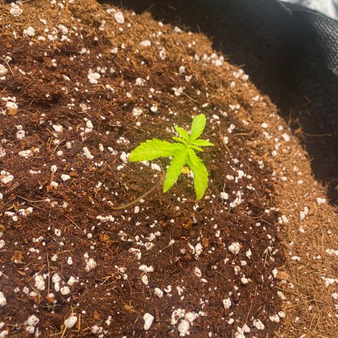 Blueberry Cupcake  growlog timeline photo