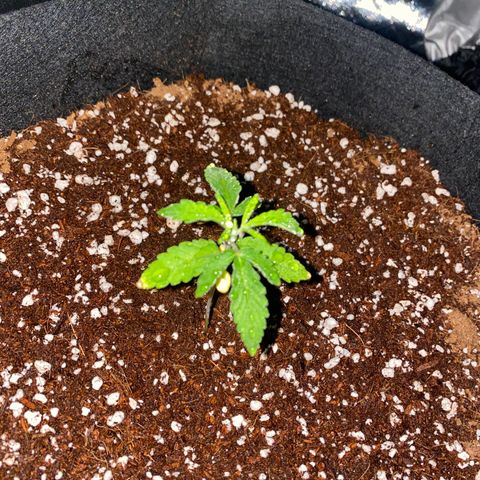 Blueberry Cupcake  growlog timeline photo
