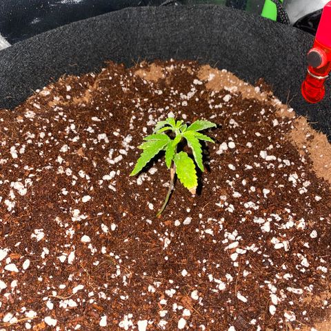 Blueberry Cupcake  growlog timeline photo