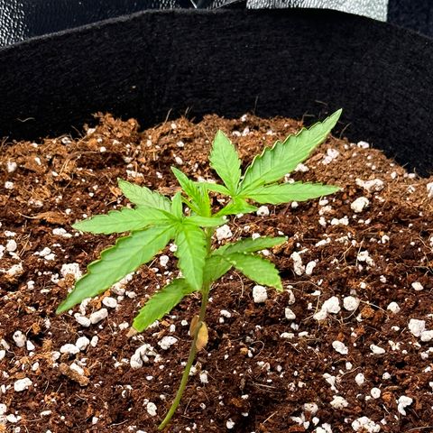Blueberry Cupcake  growlog timeline photo