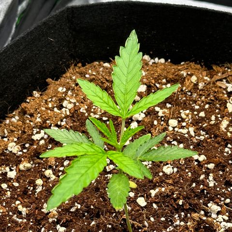 Blueberry Cupcake  growlog timeline photo