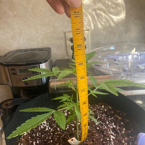 Blueberry Cupcake  growlog timeline photo
