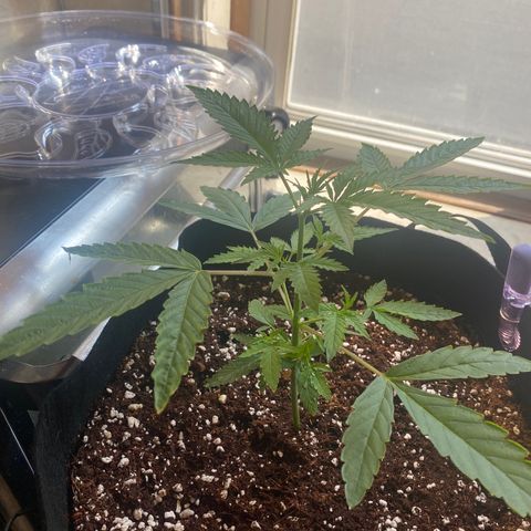 Blueberry Cupcake  growlog timeline photo