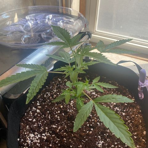 Blueberry Cupcake  growlog timeline photo